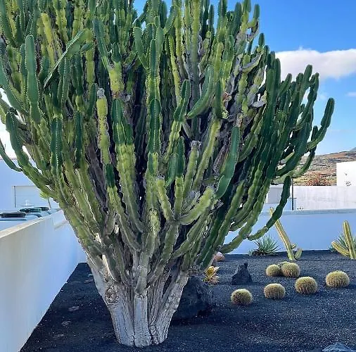 Casa El Nido * צ'ארקו דל פאלו